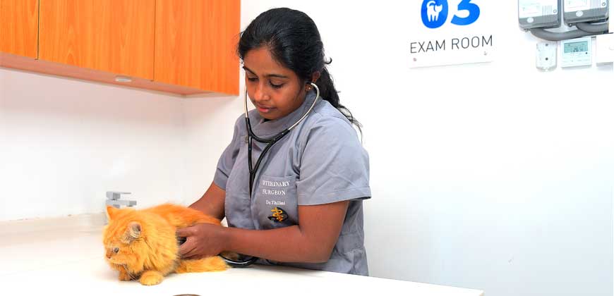 Rover Veterinary Hospital